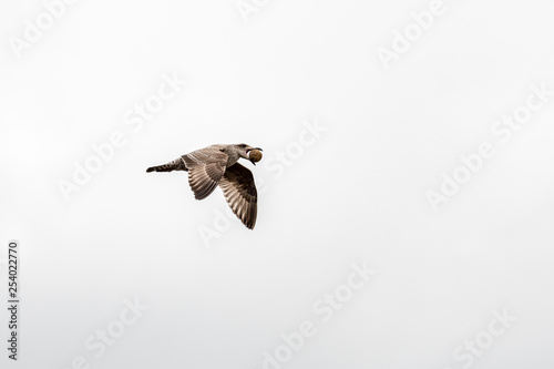 Young Herring Gull in Flight