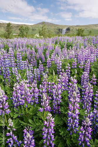 Blooming lupine and Skogafoss waterfall, Iceland