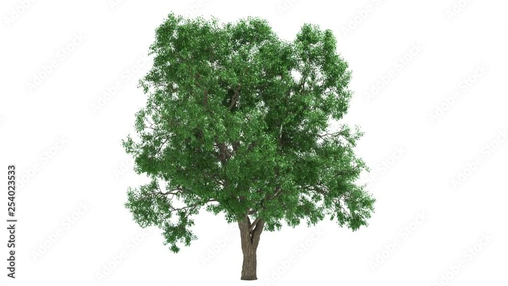 3D realistic tree isolated on white with alpha channel to be used for architecture visualization or motion graphics.