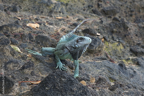 An Iguana in Guadeloupe