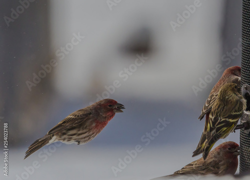 House finch searching for an opening on the bird feeder.