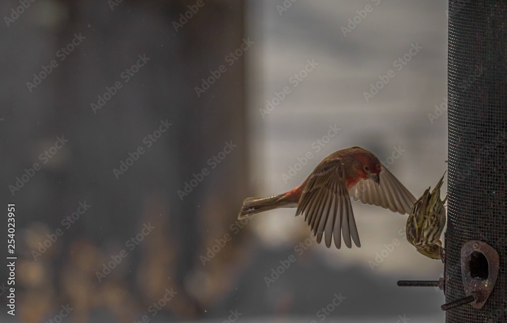 Φωτογραφία House finch trying to land on a bird feeder with pine siskin