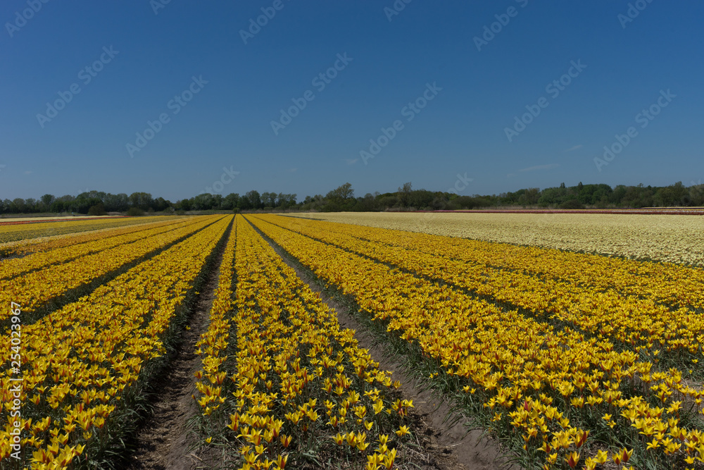 Netherlands,Lisse, a yellow flower in the middle of a field