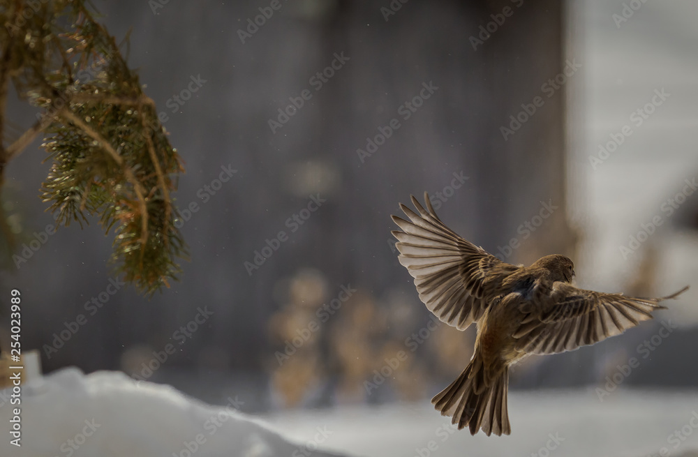 Φωτογραφία Female House Finch getting ready to land in the snow.