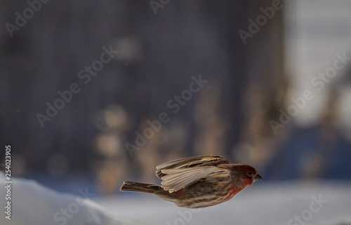 House finch in-flight skimming over the winter snow drifts .