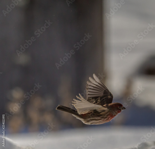 House finch caught in mid-flight in the classic wings up pose.