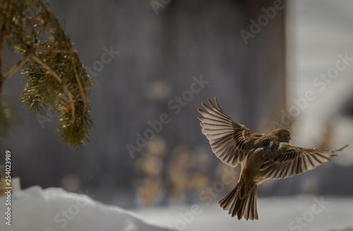 Female House Finch getting ready to land in the snow.