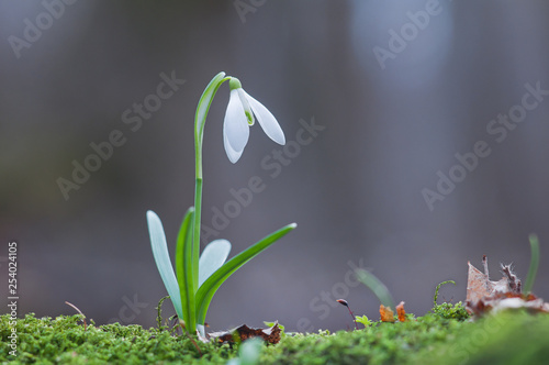 Beautiful white snowdrop flower growing in the forest