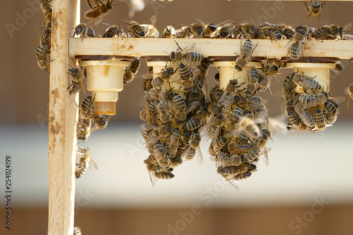 Bienen Zucht Königin Ableger Wabe Wachs Imkerei Honig photo