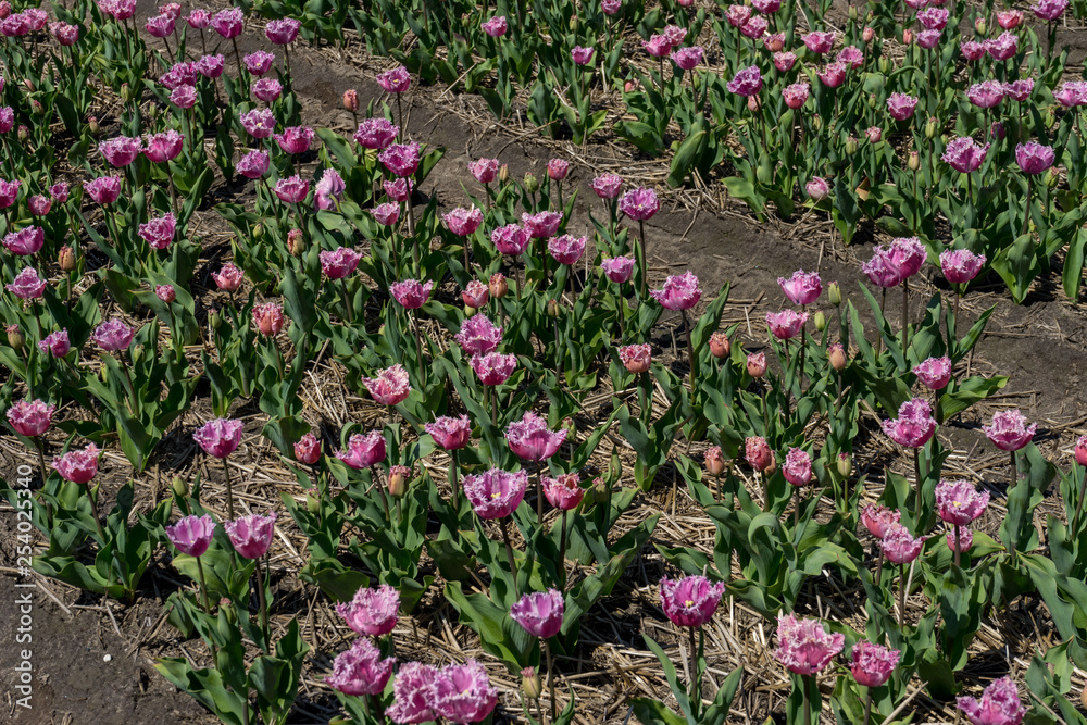 Netherlands,Lisse, a pink flower pot