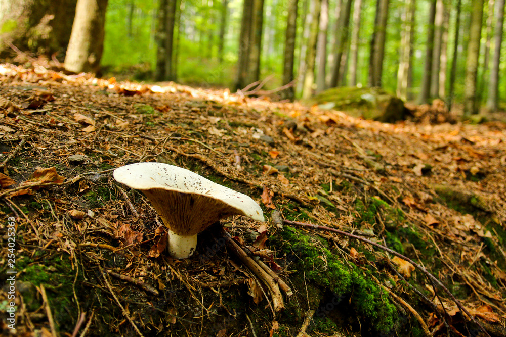 Fototapeta premium A picture from the old deep Boubín wood in Czech Republic. 