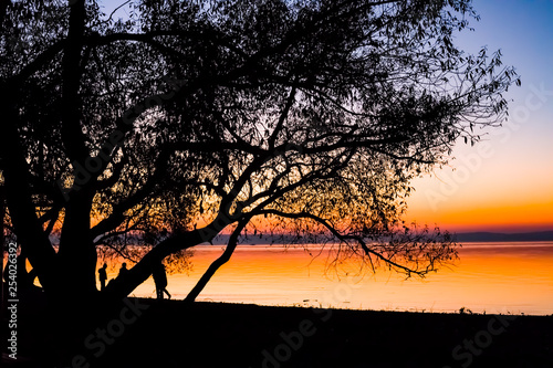 silhouette of a tree in sunset