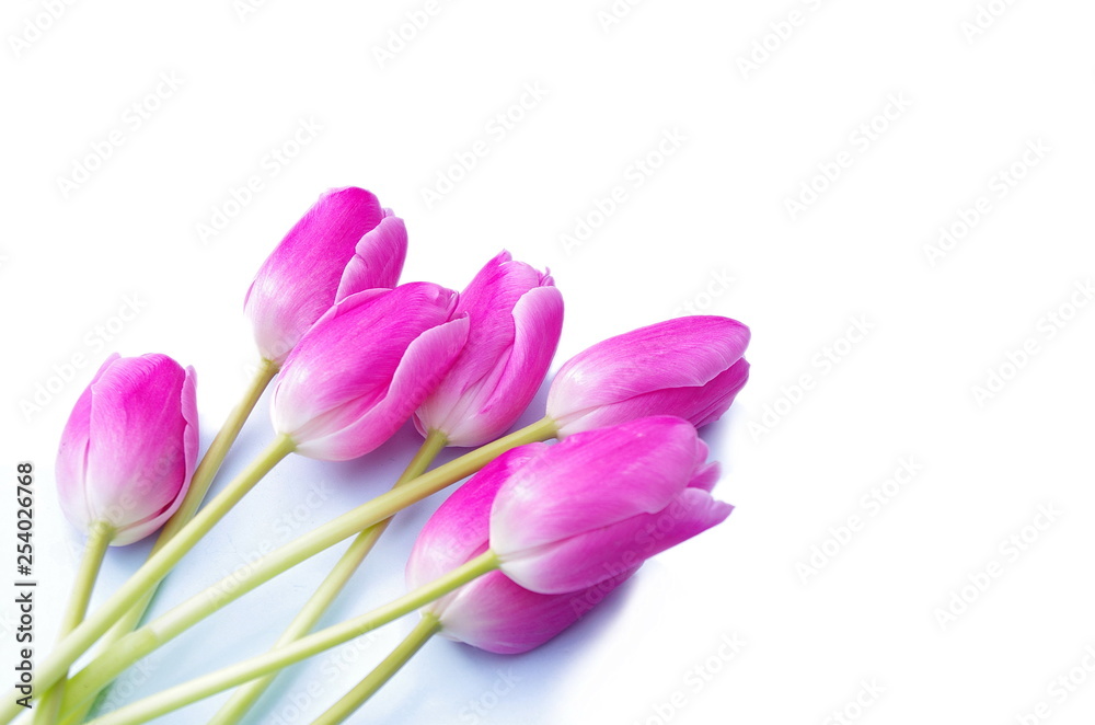 Naklejka premium Piękne różowe tulipany na białym tle na białym tle, motyw miłości, pielenie i projekt Mothersday