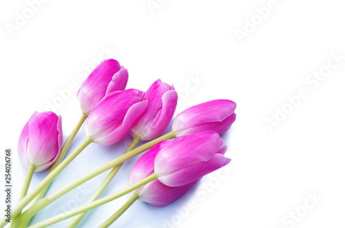 Beautiful pink tulips isolated on white background  love theme  weeding and mothersday design