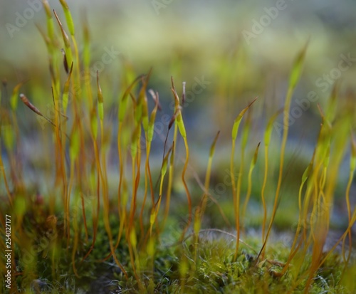 moss close up