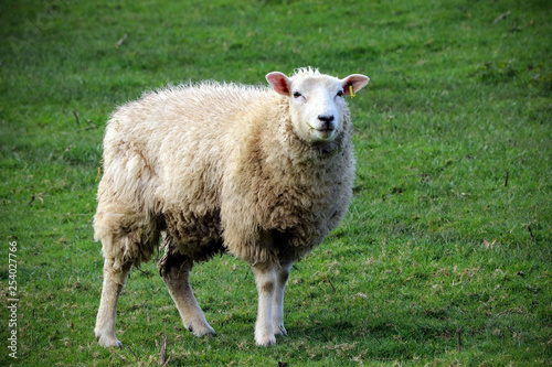 Fototapeta Naklejka Na Ścianę i Meble -  Devon sheep in a field