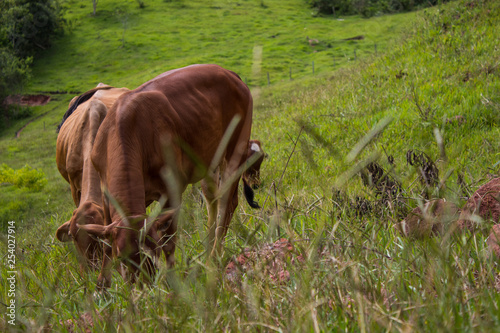 cattle 