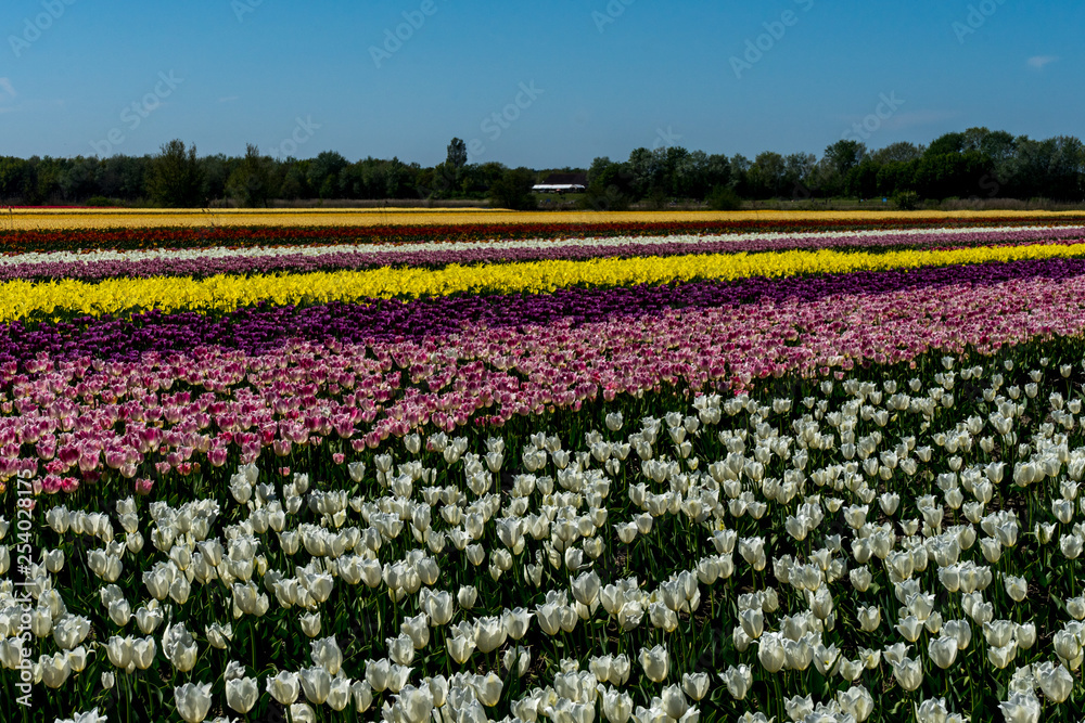 Netherlands,Lisse, a close up of a flower garden