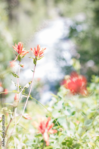 red flowers by stream