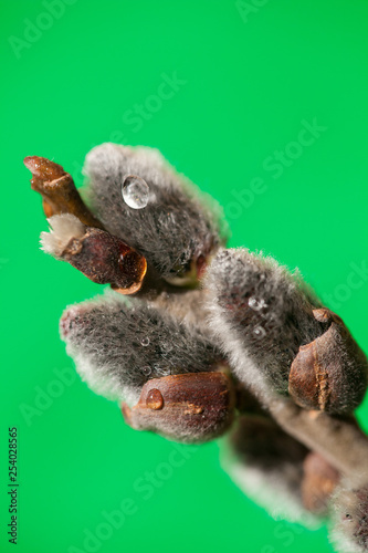 Pussy willow twigs isolated on green background, close-up. Shallow Depth of Field