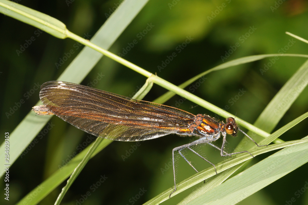 Calopteryx virgo Blauflügel-Prachtlibelle , Weibchen 05.06.2017 DE, RLP, Altenahr Calopteryx virgo Blauflügel-Prachtlibelle , Weibchen 05.06.2017 DE, RLP, Altenahr