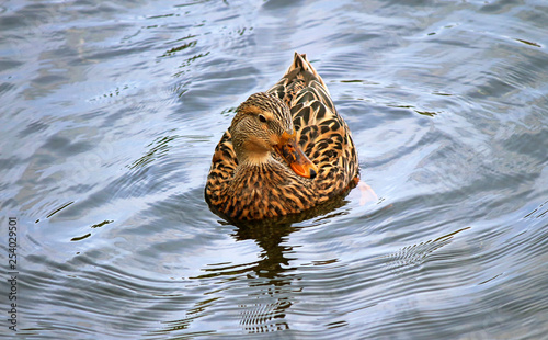 Mexican duck (Anas diazi) female of anas diazi swimming on a lake