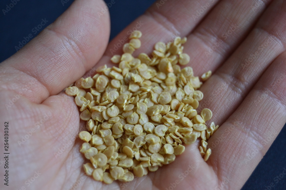 Seeds of sweet pepper in the hand. Holding paprika dry seeds. Paprika seeds on the dark background. Seeds of sweet pepper in the hand. Holding paprika dry seeds. Paprika seeds on the dark background.
