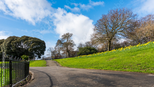 Photography Empty alley through a park with green grass hills, daffodils and trees coming back to life after the winter