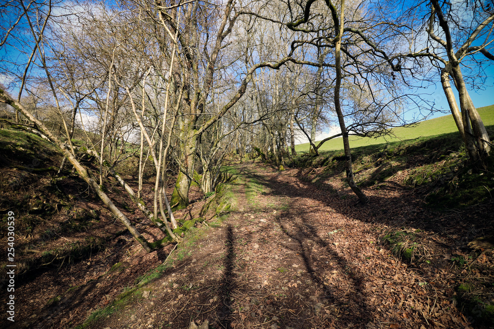 Woods in South West Devon