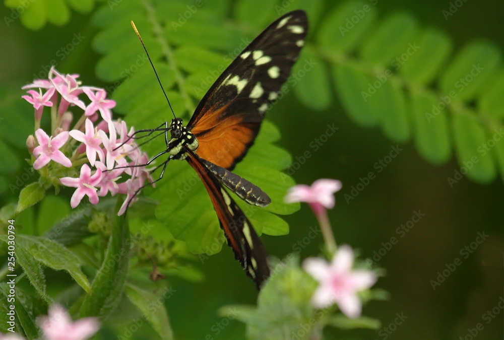 Naklejka premium Schmetterling