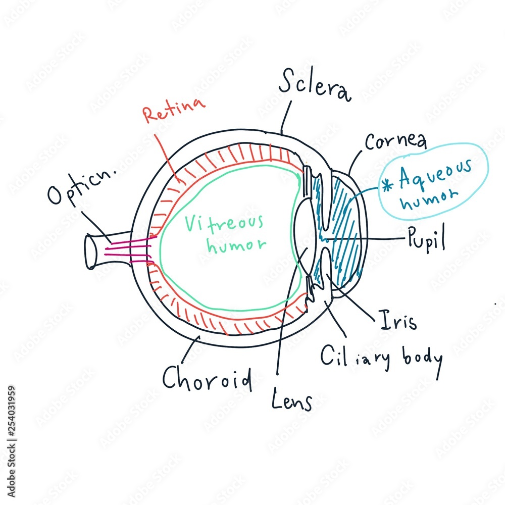 Obraz premium Eye anatomy
