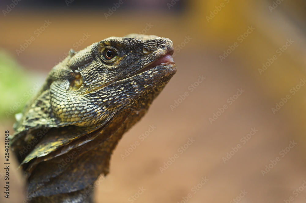 Fototapeta premium Echse