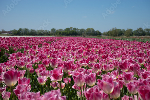 Wallpaper Mural Netherlands,Lisse, a purple flower in a field Torontodigital.ca