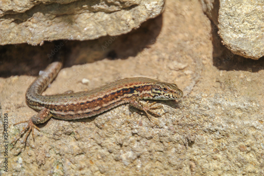 Lizard sitting on stone under sun, detailed image of lizard, selective focus Lizard sitting on stone under sun, detailed image of lizard, selective focus