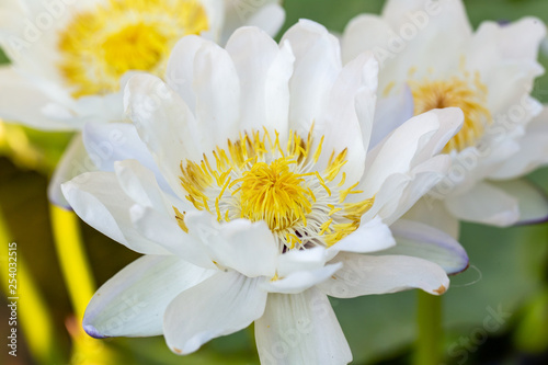 Close up white lotus flowers