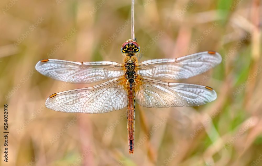Macro shots, Beautiful nature scene dragonfly. Macro shots, Beautiful nature scene dragonfly.