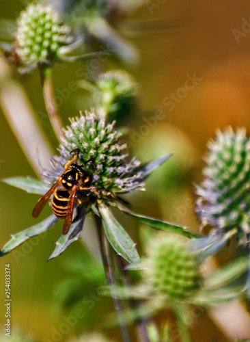 Wasp collecting nectar and pollinating eryngium. © zoya54