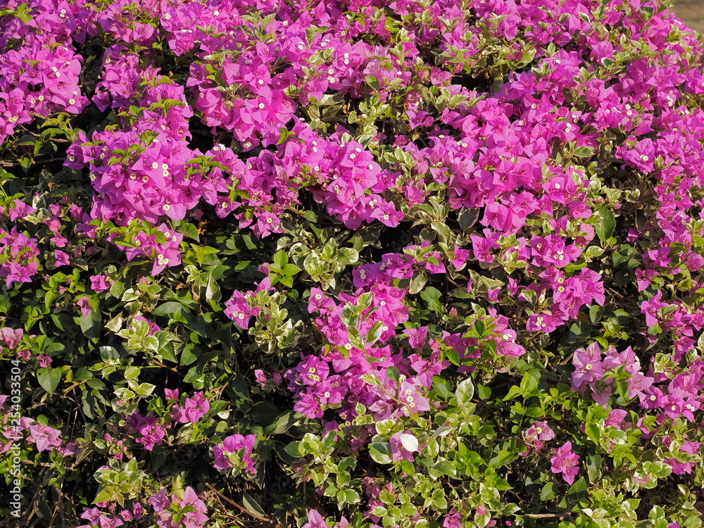 Beautiful pink magenta bougainvillea paper flowers (Bougainvillea glabra) blossom blooming, flowers texture background.	