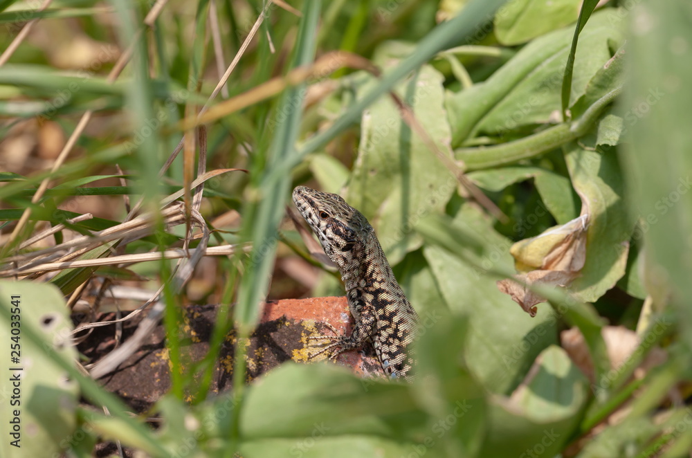 Fototapeta premium Eidechse