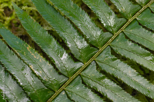 Serratted edges of Western Sword Fern (Polystichum munitum) found in the understory of old-growth forests in the Pacific Northwest photo