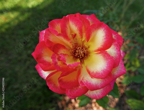 bella rosa rossa screziata di giallo vista da vicino photo