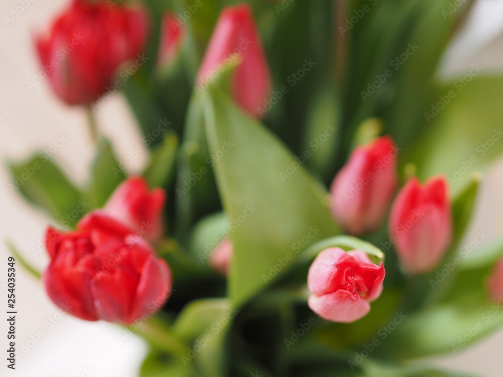 Bouquet of red tulips Bouquet of red tulips