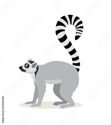 African animal, cute lemur with striped long tail icon isolated on white background, vector
