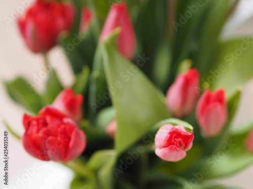 Fototapeta Naklejka Na Ścianę i Meble -  Bouquet of red tulips
