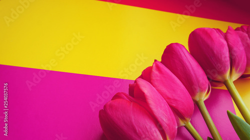 Fototapeta Naklejka Na Ścianę i Meble -  Pink colorful tulips over a colorful background, in a flat lay composition with copy space