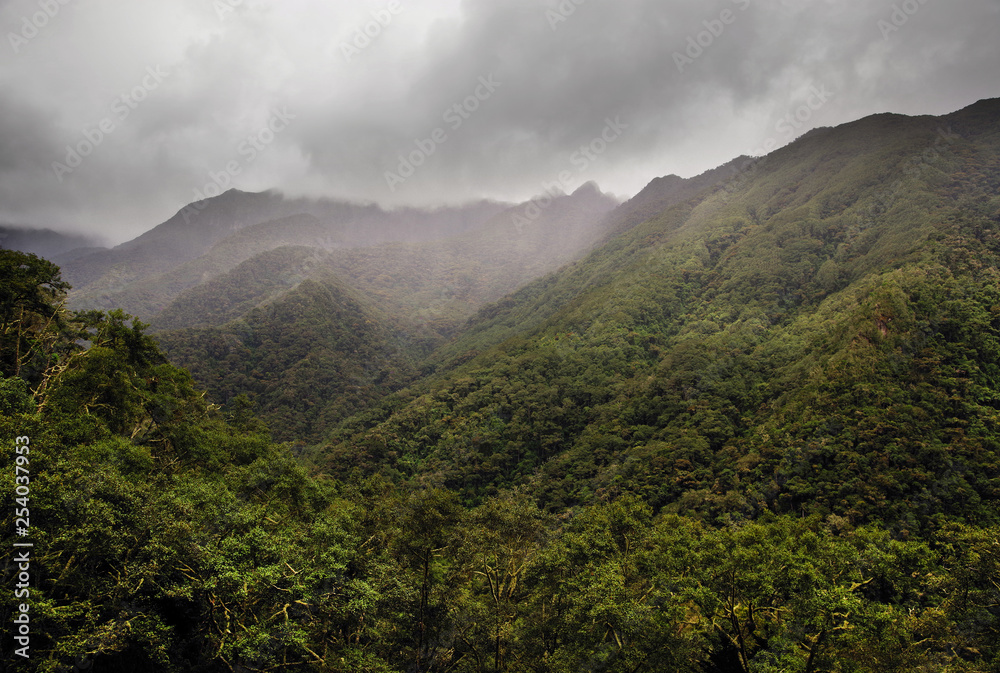 Misty alpine landscape of Cocora valley, Salento, Colombia, South America