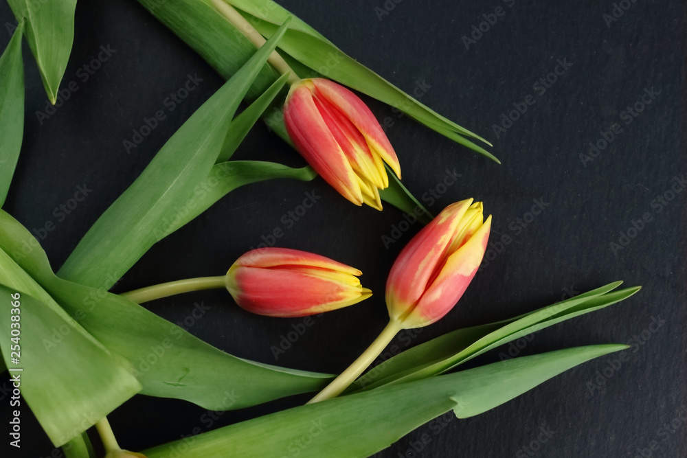 Yellow red flowers tulips bouquet with green leaves and stem on a black slate background flat lay top view Yellow red flowers tulips bouquet with green leaves and stem on a black slate background flat lay top view
