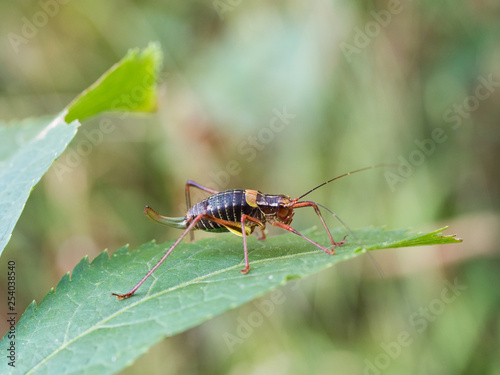 Barbitistes constrictus grasshopper sitting on a leaf © sleepyhobbit