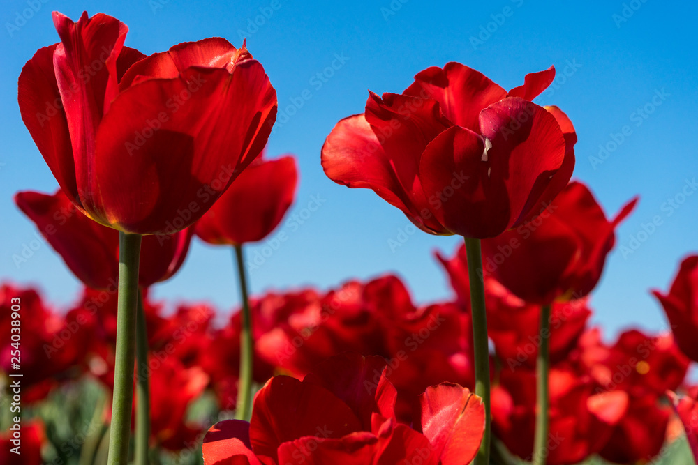 Netherlands,Lisse, a vase of flowers sitting on a red flower