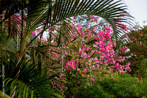 blossomed beautiful pink flowers on a tree in southern Asia